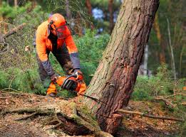 Best Emergency Tree Removal  in Burlington, KY