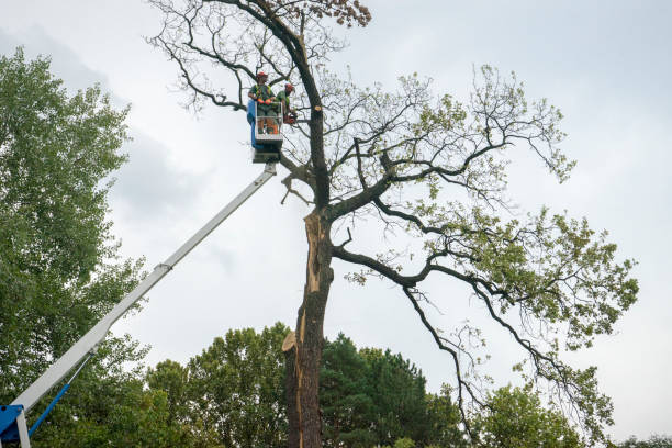 Best Fruit Tree Pruning  in Burlington, KY