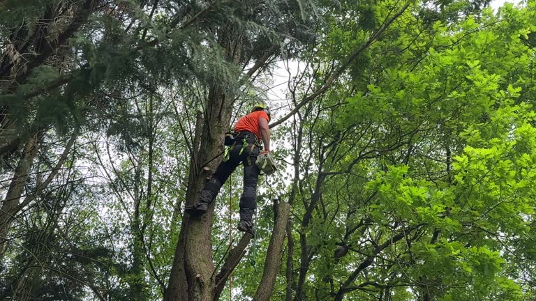 Best Root Management and Removal  in Burlington, KY