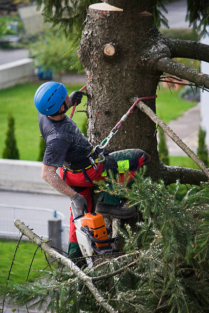 Best Tree and Shrub Care  in Burlington, KY