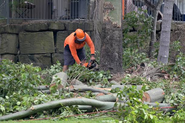 Best Hazardous Tree Removal  in Burlington, KY